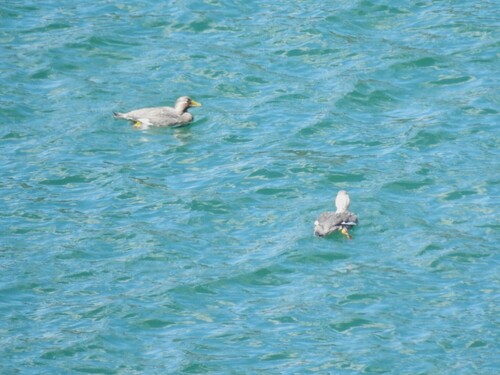 Flying Steamer Duck (Tachyeres patachonicus), photo 5