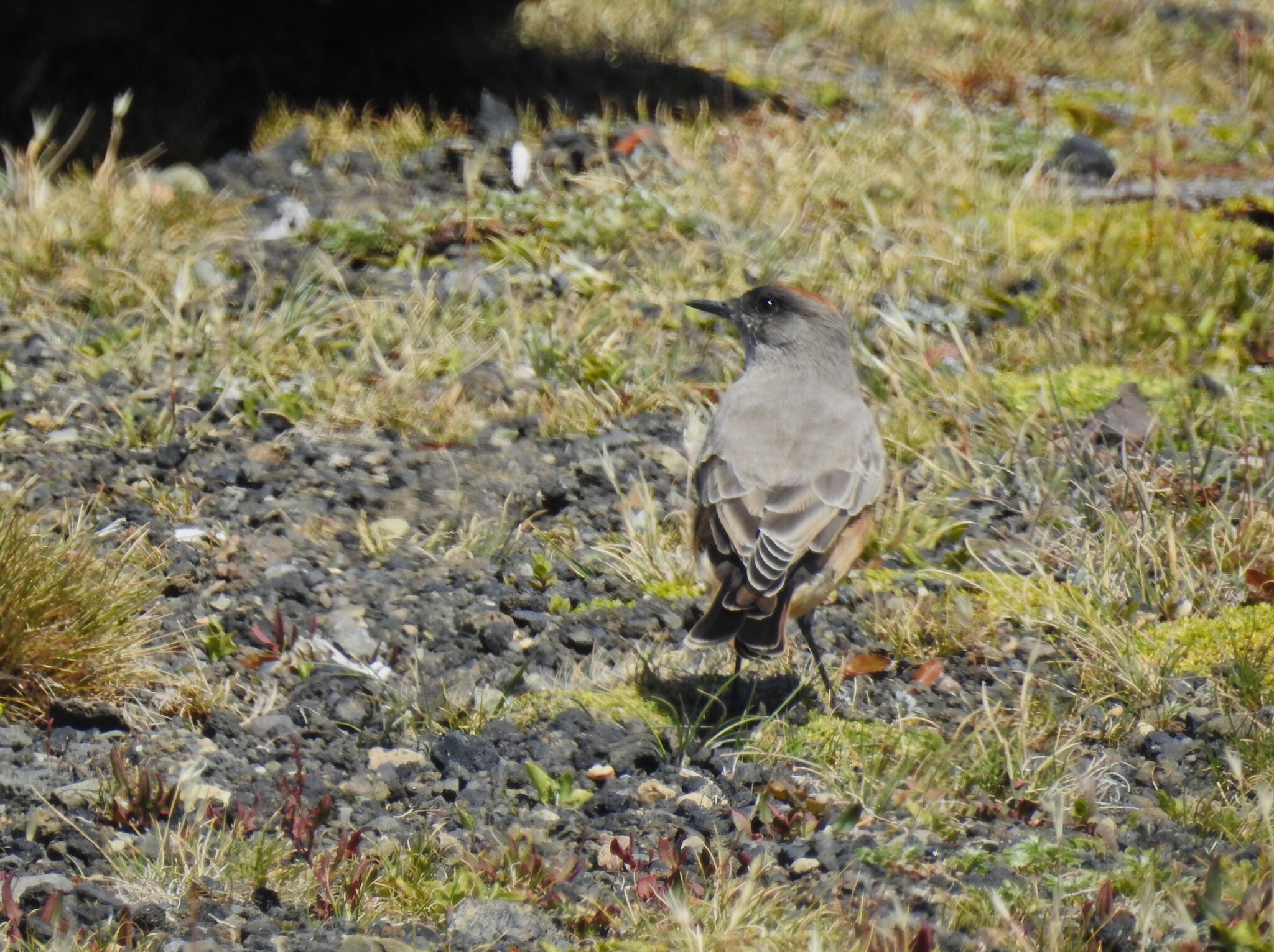 Cinnamon-bellied Ground Tyrant (Muscisaxicola capistratus), photo 2