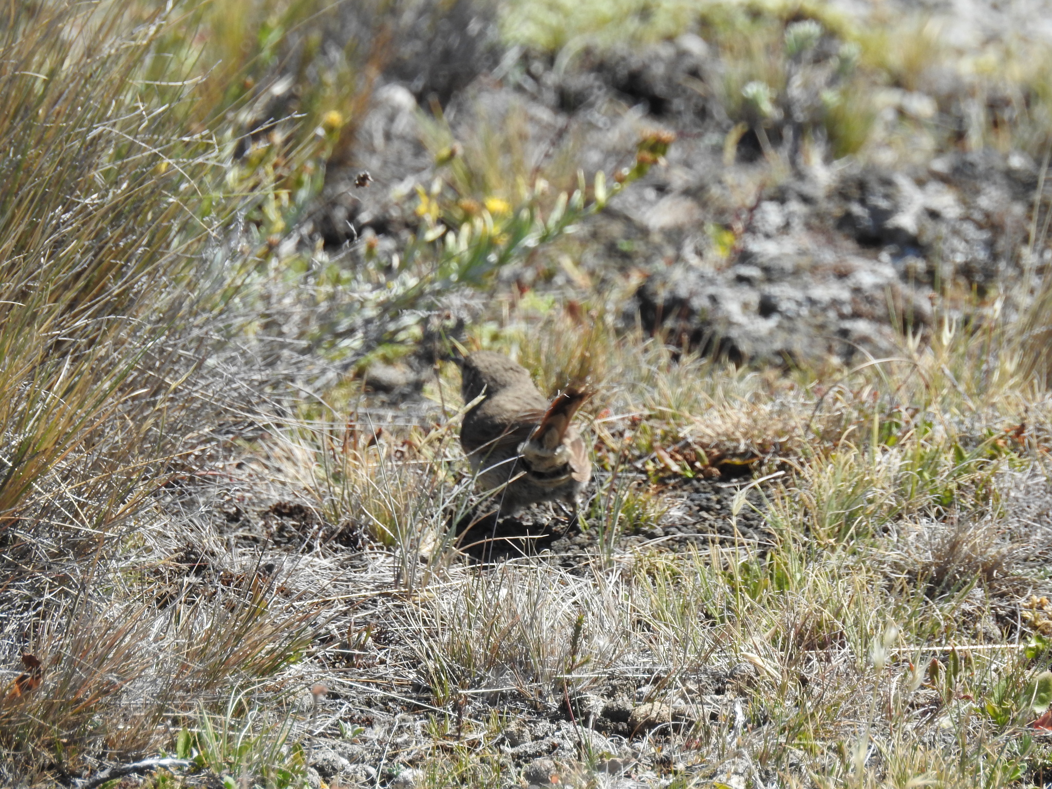 Cordilleran Canastero (Asthenes modesta), photo 7