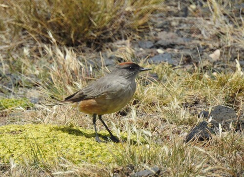 Cinnamon-bellied Ground Tyrant (Muscisaxicola capistratus)