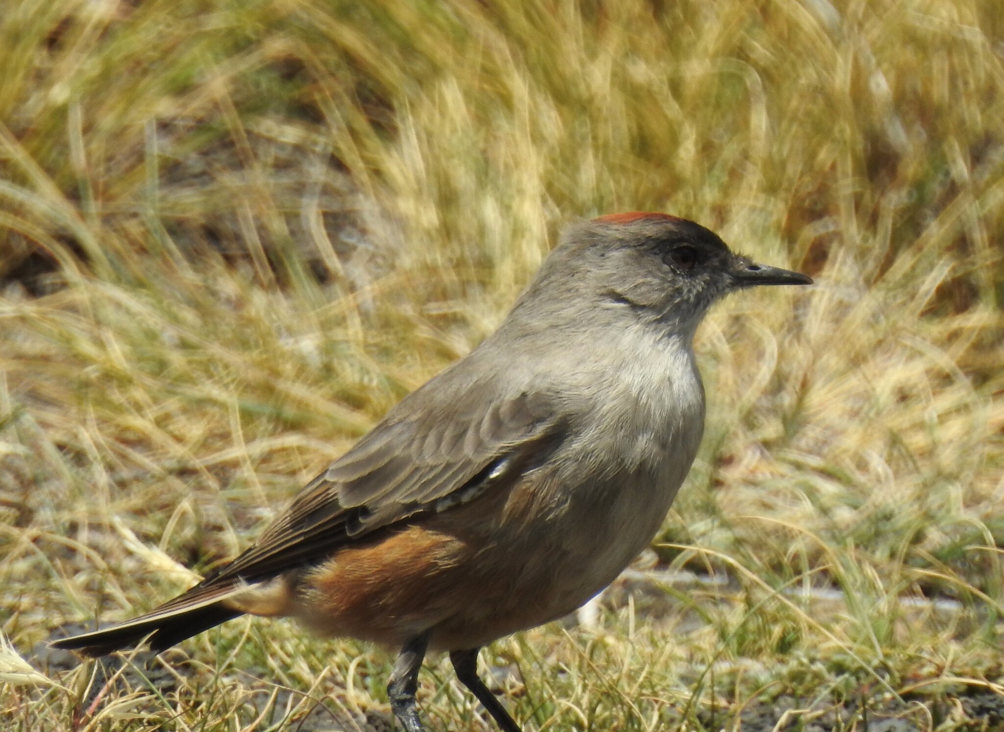 Cinnamon-bellied Ground Tyrant (Muscisaxicola capistratus), photo 3