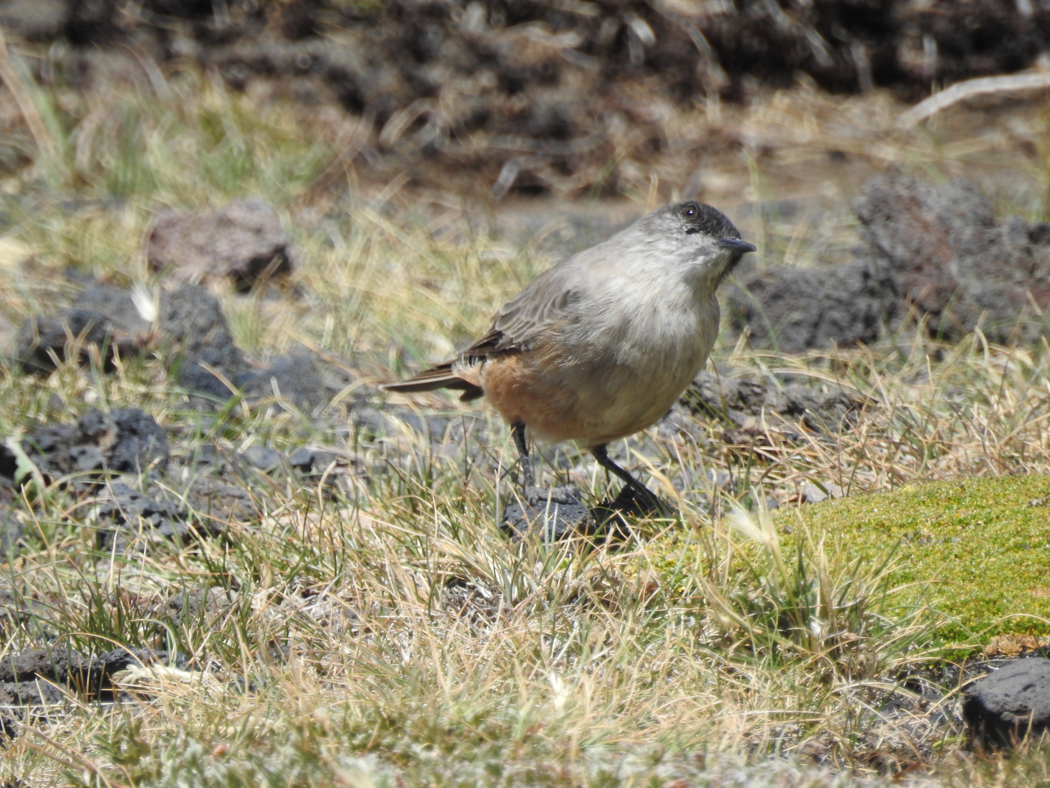 Cinnamon-bellied Ground Tyrant (Muscisaxicola capistratus), photo 4