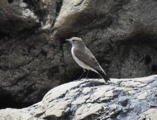 White-browed Ground Tyrant (Muscisaxicola albilora), photo 2