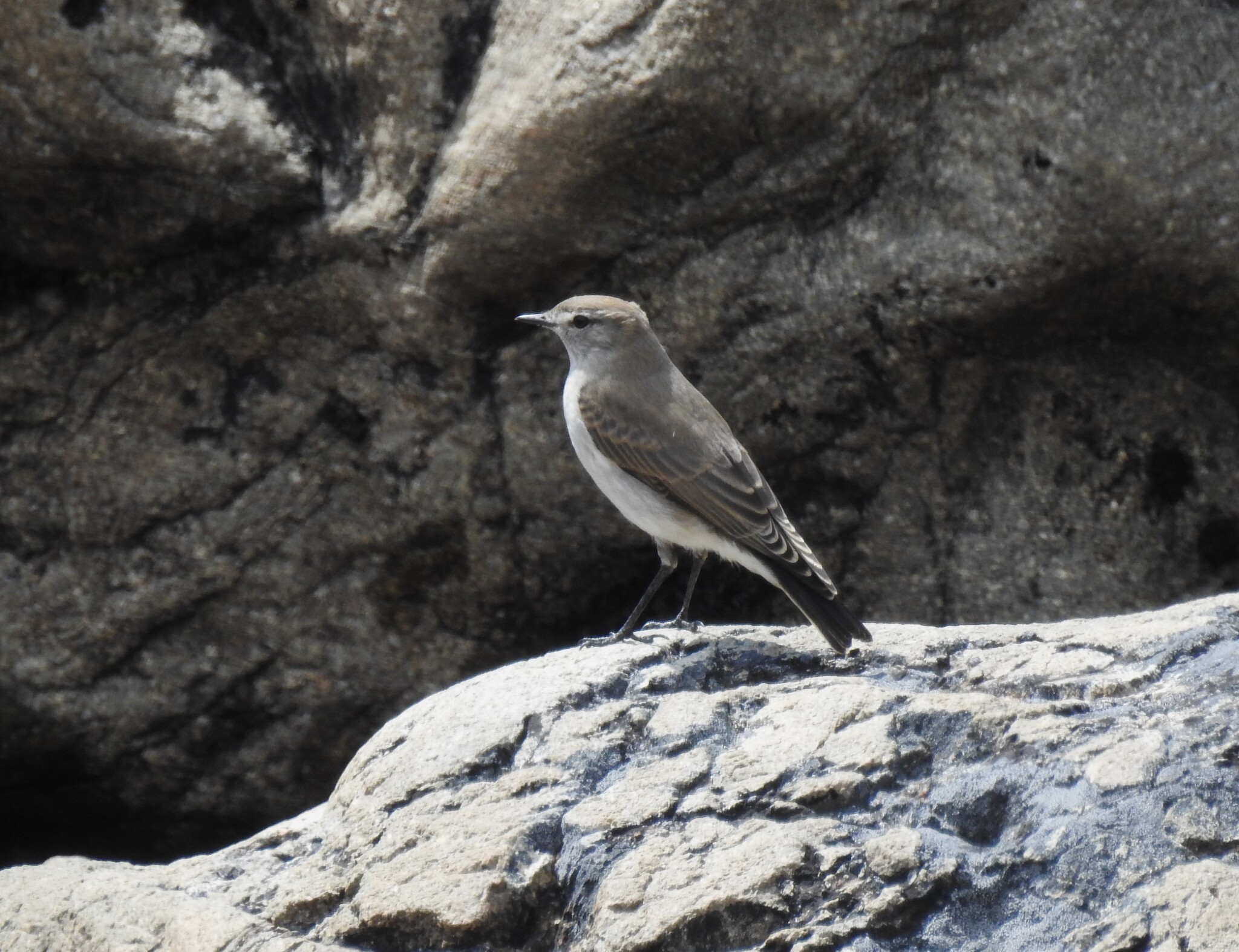 White-browed Ground Tyrant (Muscisaxicola albilora), photo 2