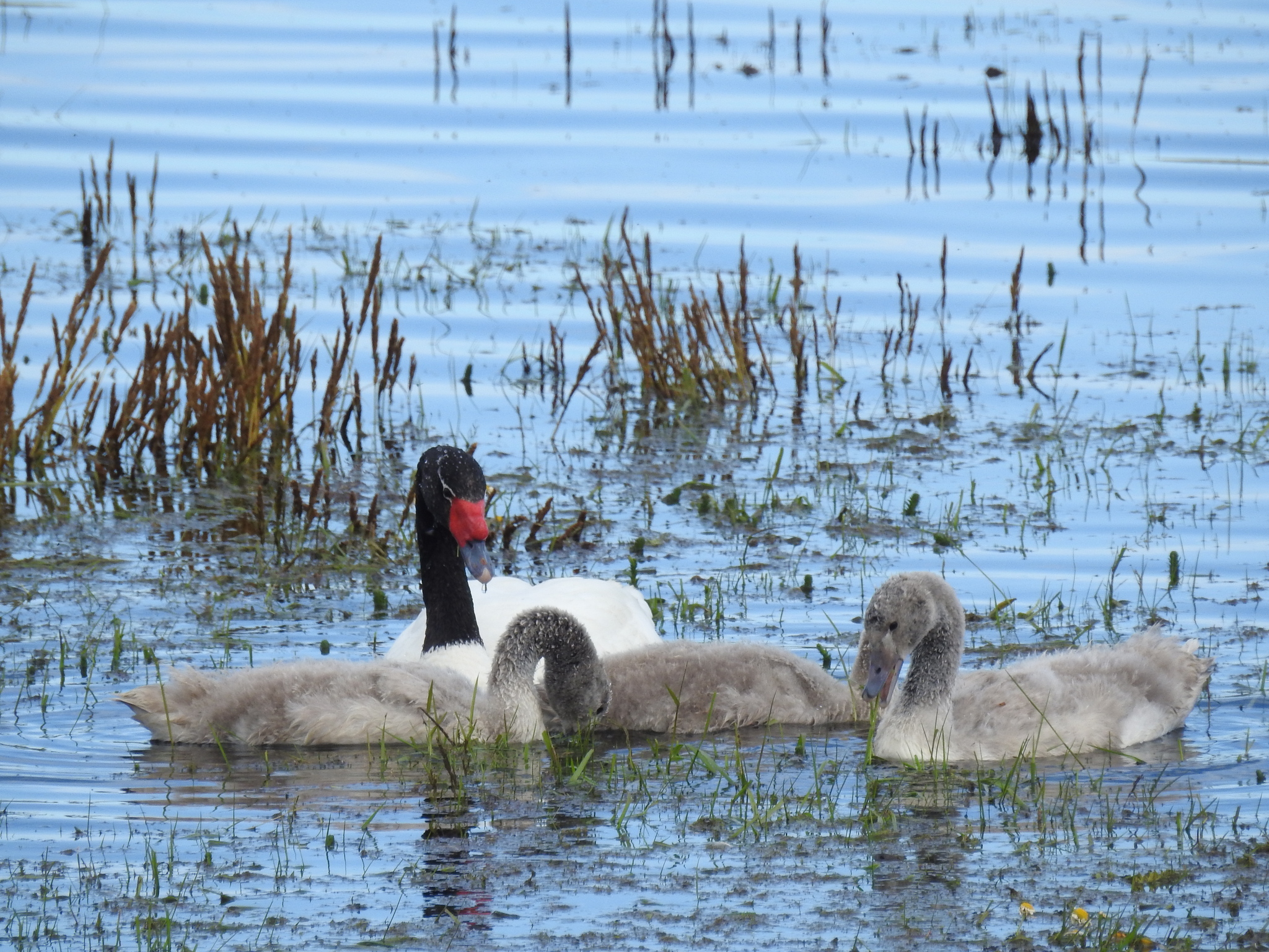 Black-necked Swan (Cygnus melancoryphus), photo 4