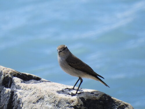 White-browed Ground Tyrant (Muscisaxicola albilora)