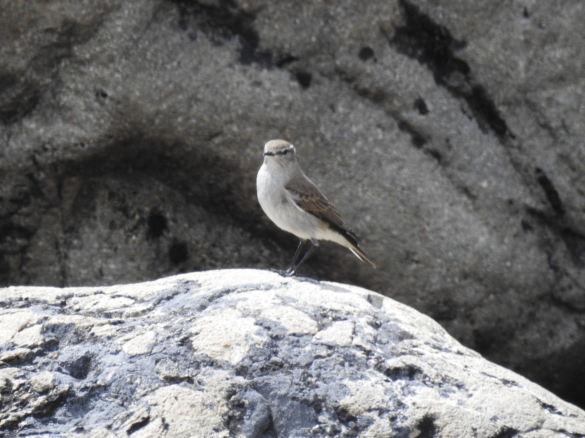 White-browed Ground Tyrant (Muscisaxicola albilora), photo 3