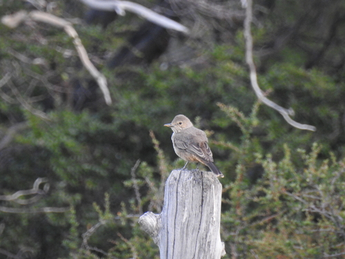 Great Shrike-Tyrant (Agriornis lividus)