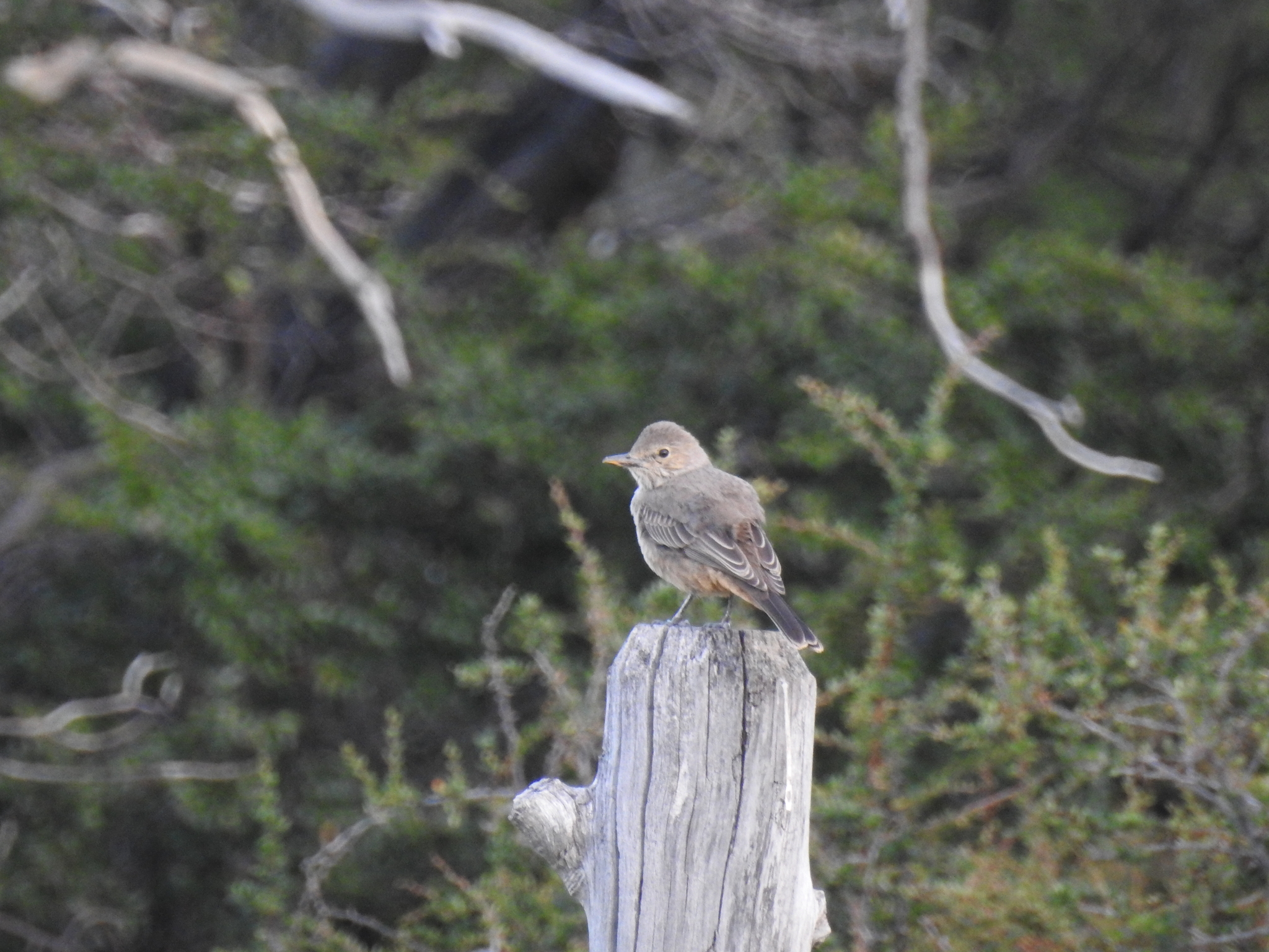 Great Shrike-Tyrant (Agriornis lividus), photo 1
