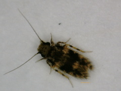 Lepidopsocidae