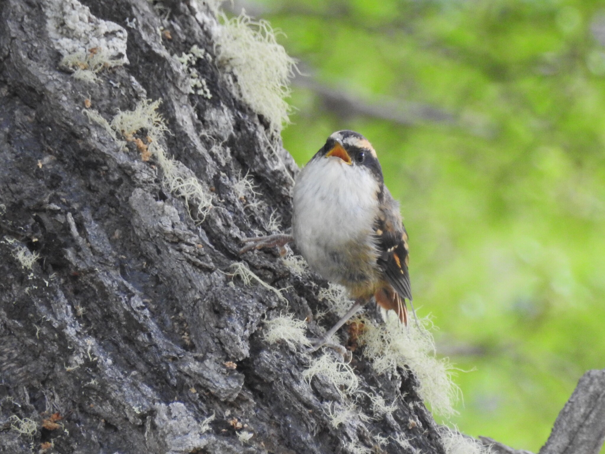 Thorn-tailed Rayadito (Aphrastura spinicauda), photo 9