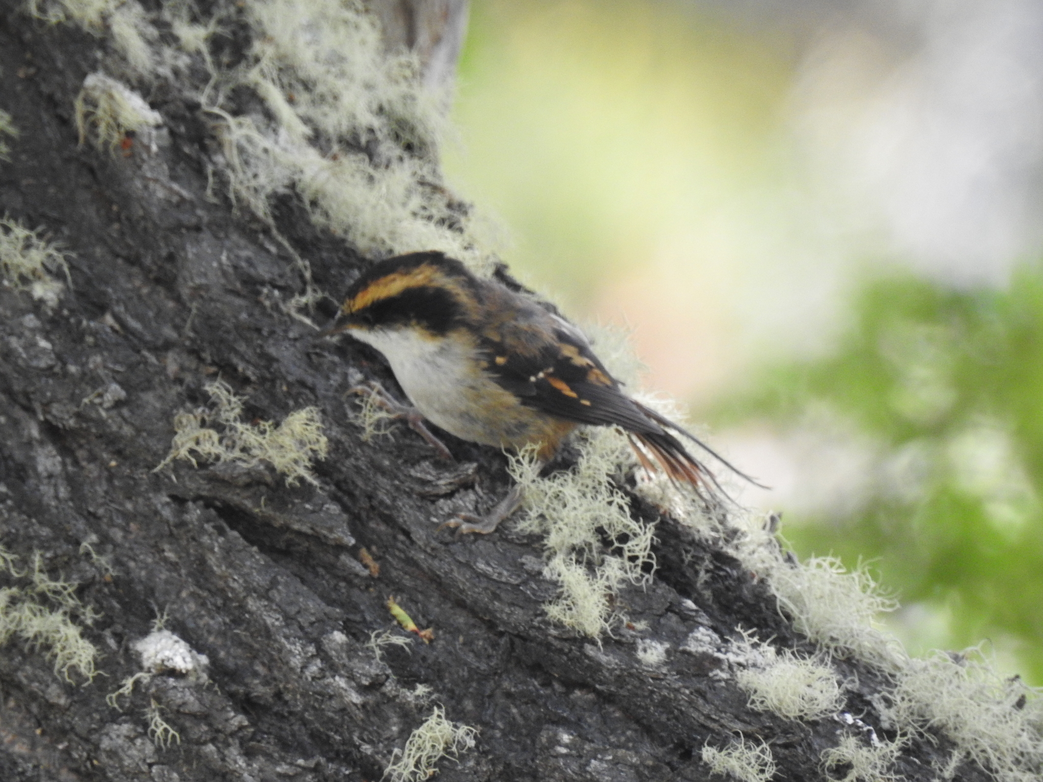 Thorn-tailed Rayadito (Aphrastura spinicauda), photo 10