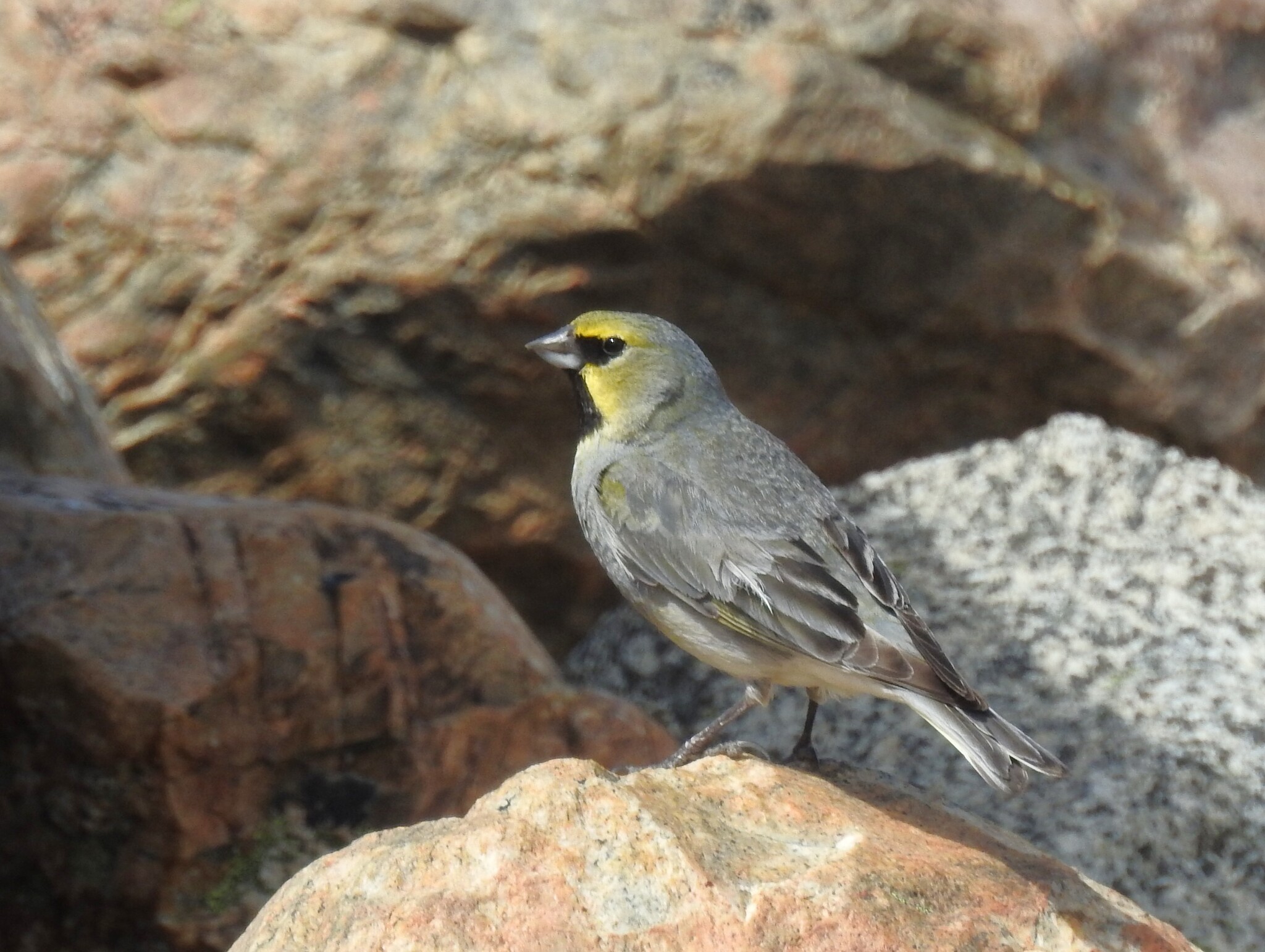 Yellow-bridled Finch (Melanodera xanthogramma), photo 7
