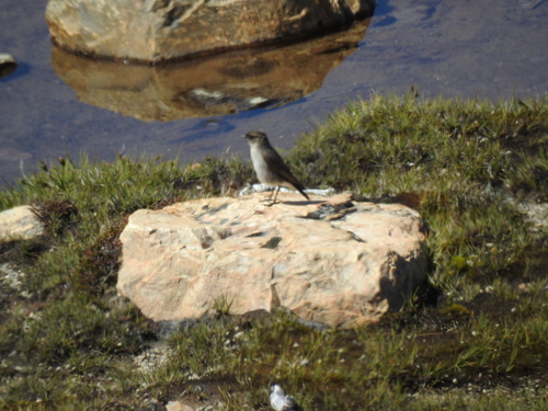Dark-faced Ground Tyrant (Muscisaxicola maclovianus), photo 5