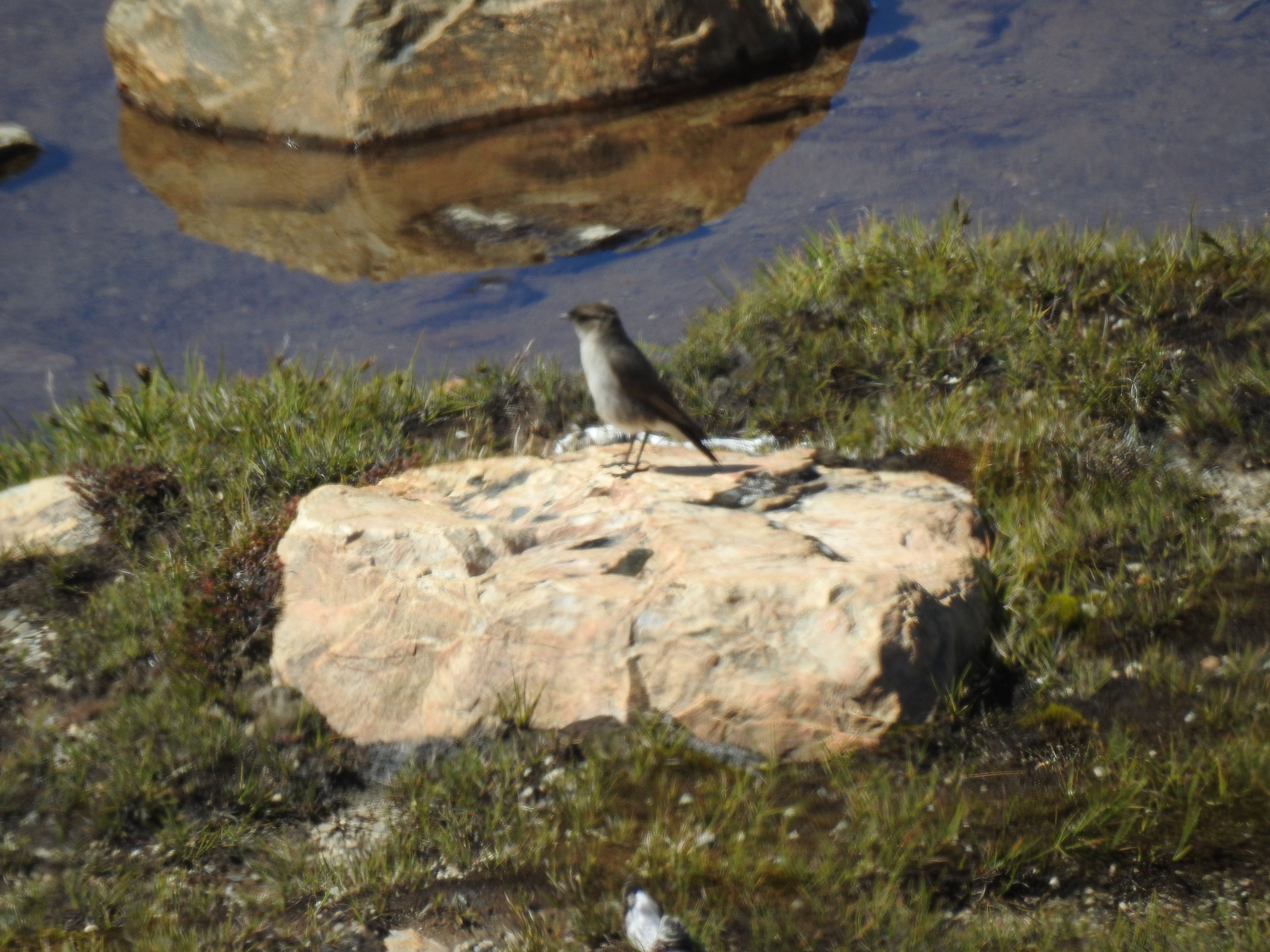 Dark-faced Ground Tyrant (Muscisaxicola maclovianus), photo 5