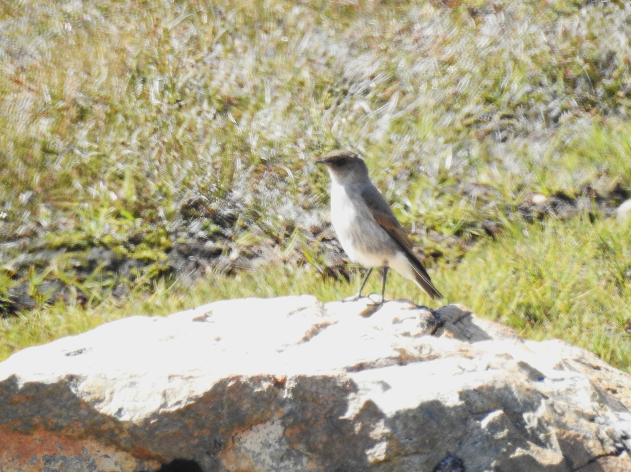 Dark-faced Ground Tyrant (Muscisaxicola maclovianus), photo 7