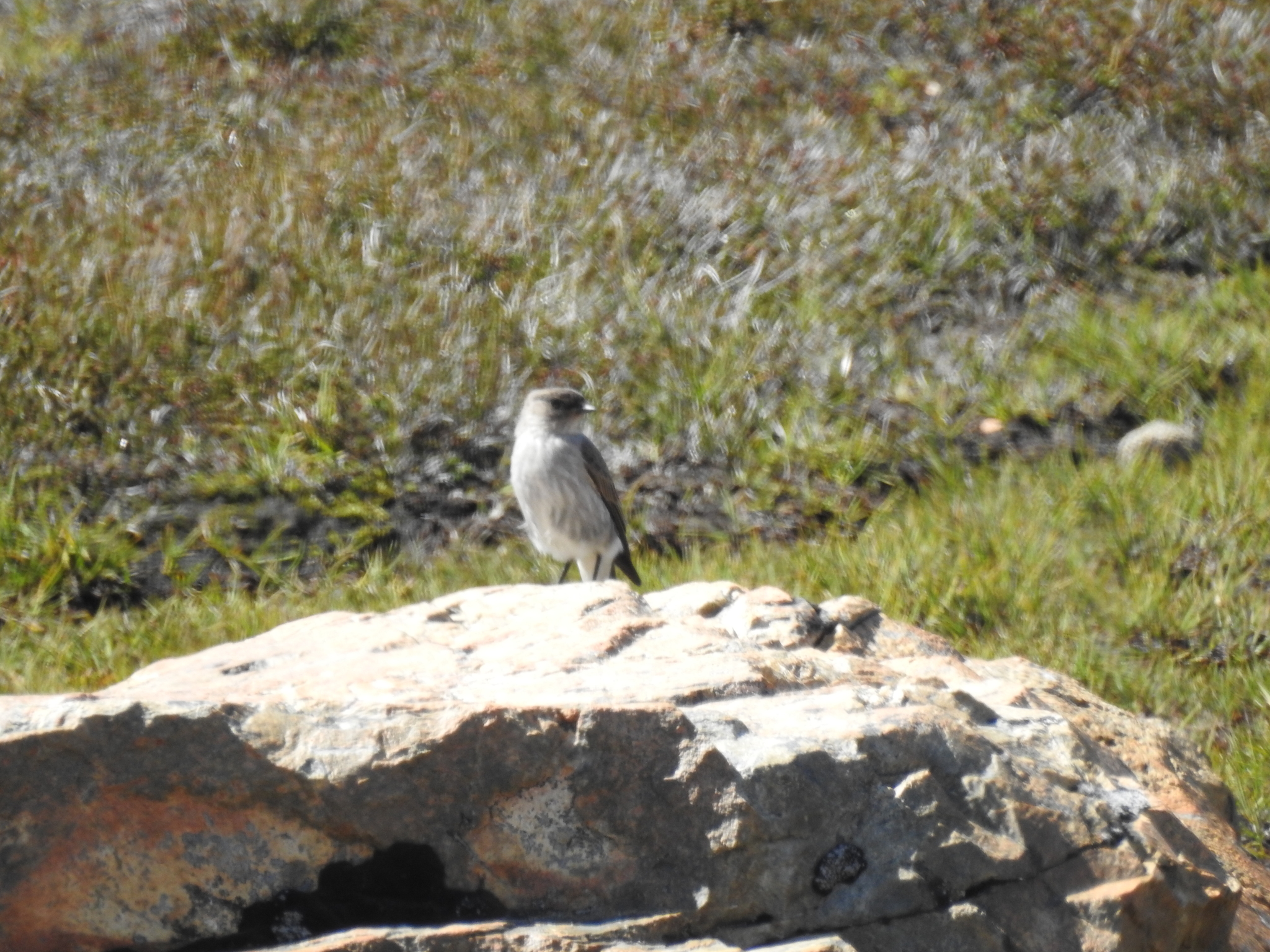 Dark-faced Ground Tyrant (Muscisaxicola maclovianus), photo 6