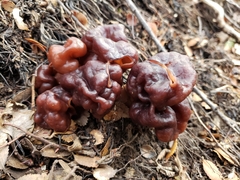 Gyromitra antarctica