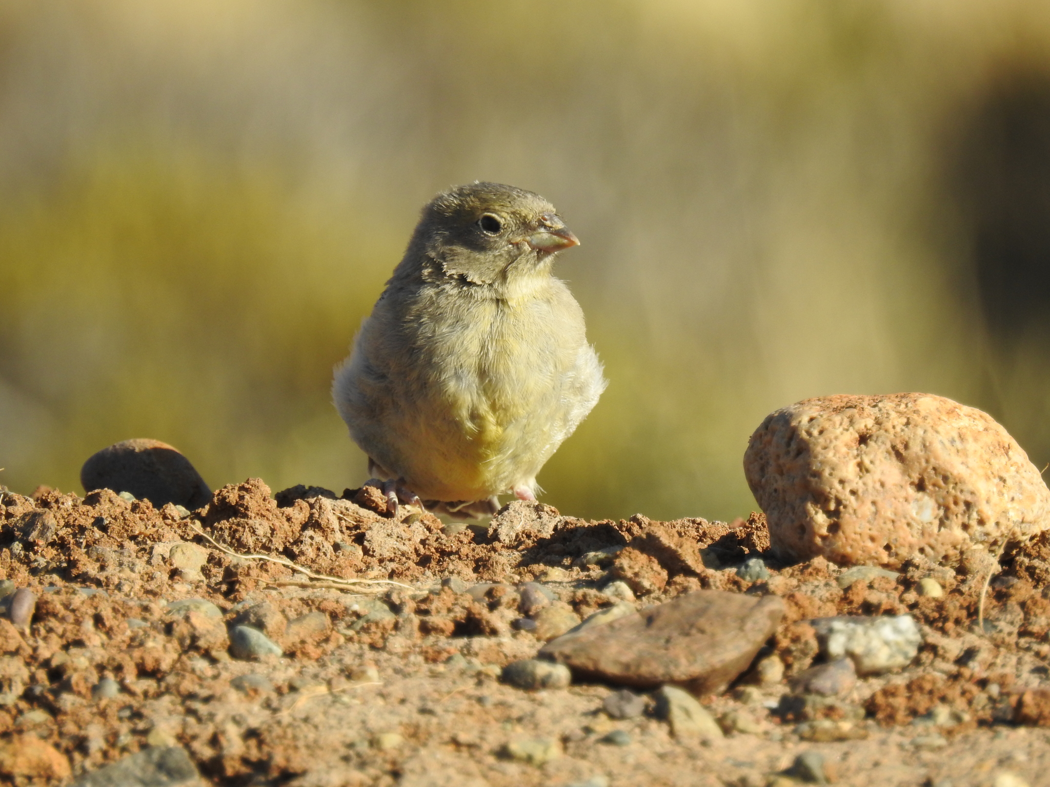 Greater Yellow Finch (Sicalis auriventris), photo 7