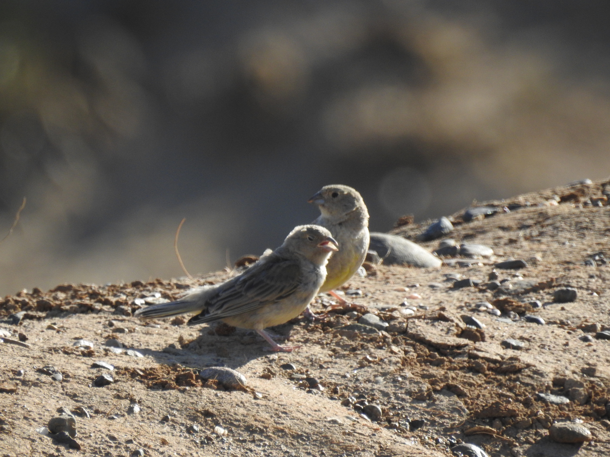 Greater Yellow Finch (Sicalis auriventris), photo 6