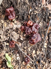 Gyromitra antarctica