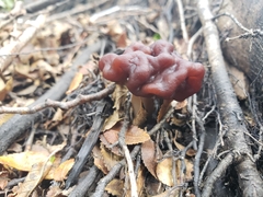 Gyromitra antarctica