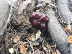 Gyromitra antarctica
