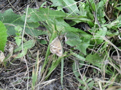 Pampasatyrus gyrtone