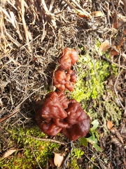 Gyromitra antarctica