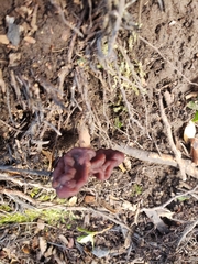 Gyromitra antarctica