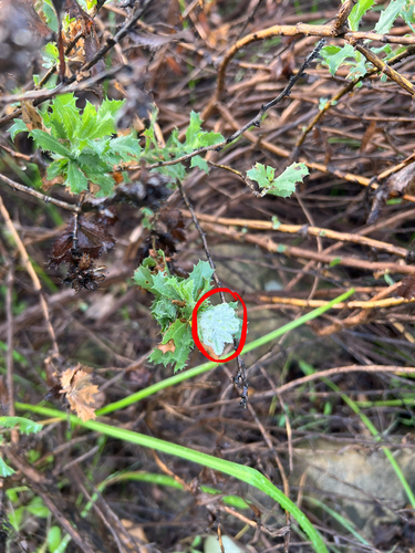 iNaturalist observation photo of Rhopalomyia
