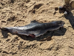 Phocoena phocoena phocoena