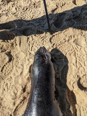 Phocoena phocoena phocoena