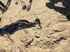 Phocoena phocoena phocoena