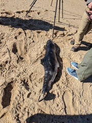 Phocoena phocoena phocoena