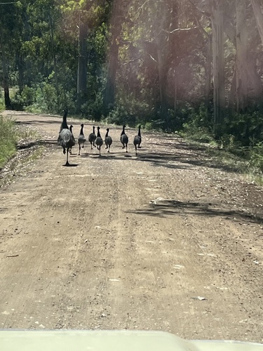 Emu