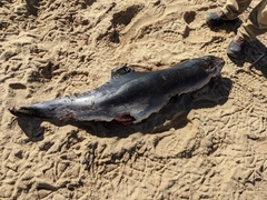 Phocoena phocoena phocoena
