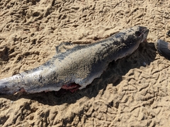 Phocoena phocoena phocoena