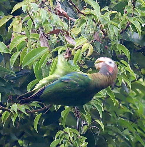 Brown-hooded Parrot (Pyrilia haematotis), photo 9