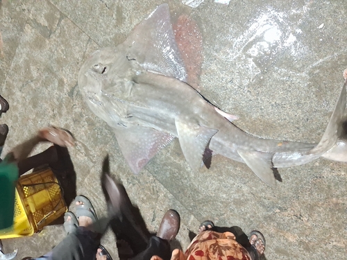 Bowmouth guitarfish (Rhina ancylostoma) — Rhinidae