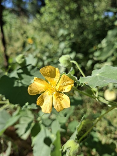 Abutilon grandiflorum, 2026-02-11