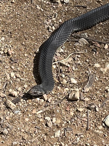 Highlands Copperhead