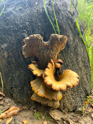 iNaturalist observation photo of western jack-o'-lantern