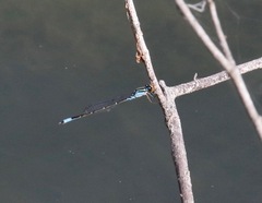 Neoerythromma cultellatum