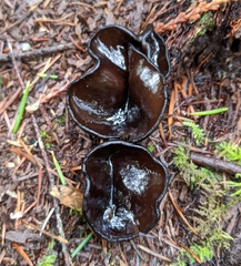 Pseudoplectania vogesiaca