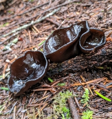 Pseudoplectania vogesiaca