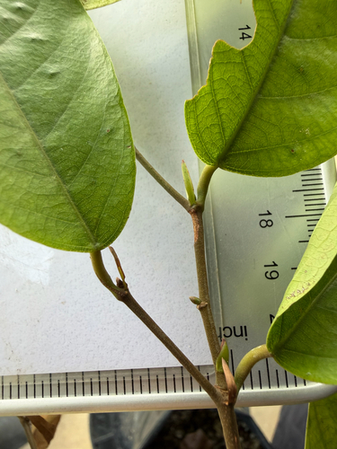 Neobalanocarpus heimii, photograph 5