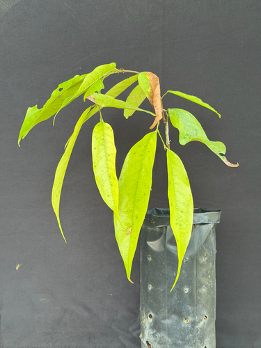 Chengal (Neobalanocarpus heimii)