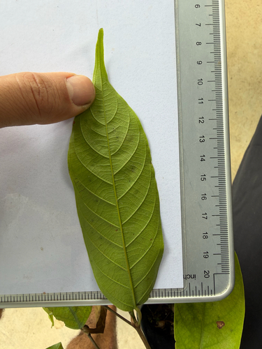 Neobalanocarpus heimii, photograph 4