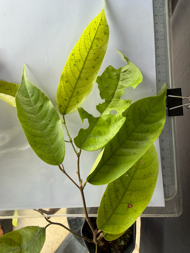 Neobalanocarpus heimii, photograph 2